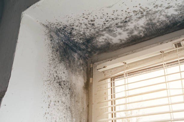 Affordable Hvac And Air Duct Mold Remediation solutions in Farmville, VA